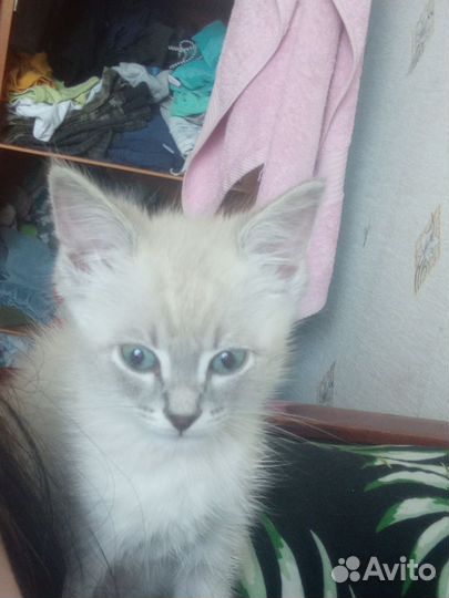 Отдам кота в добрые руки