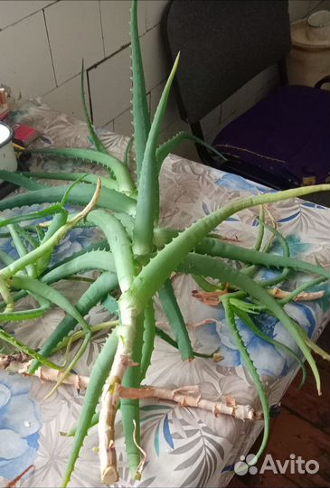 Продам алоэ срезанный. Трехлетний