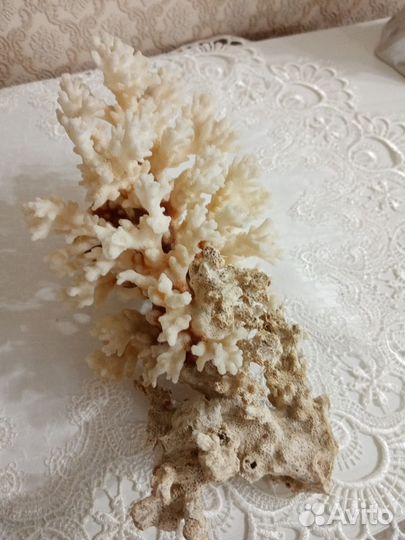 Морской коралл