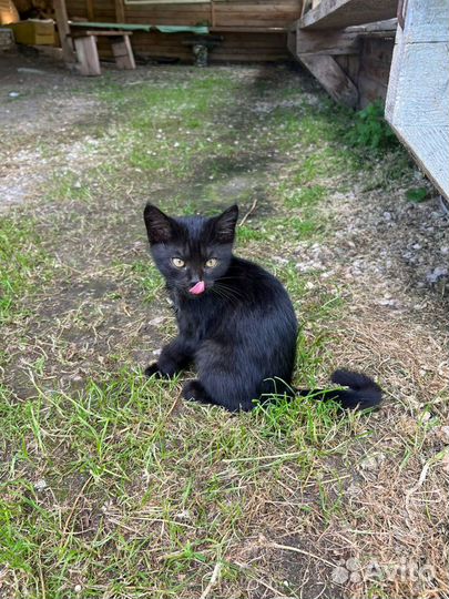 Котята в добрые руки даром бесплатно