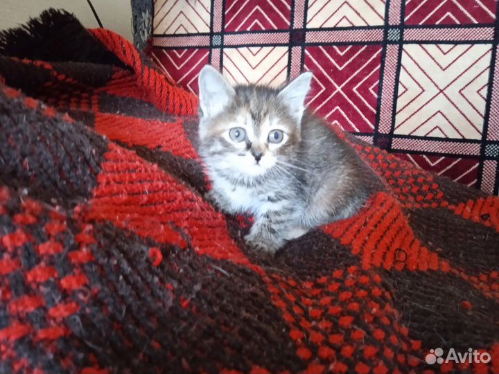 Котенок в дар
