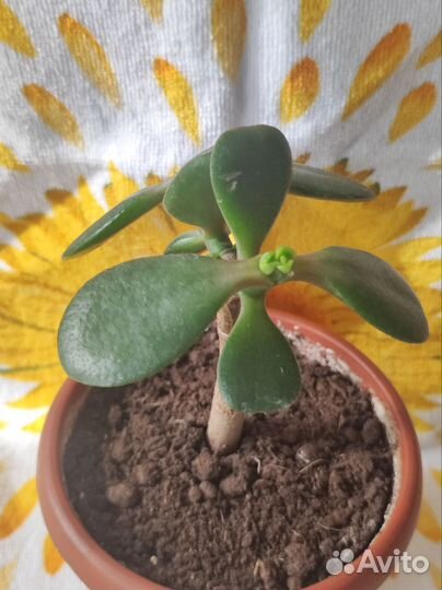 Крассула толстянка