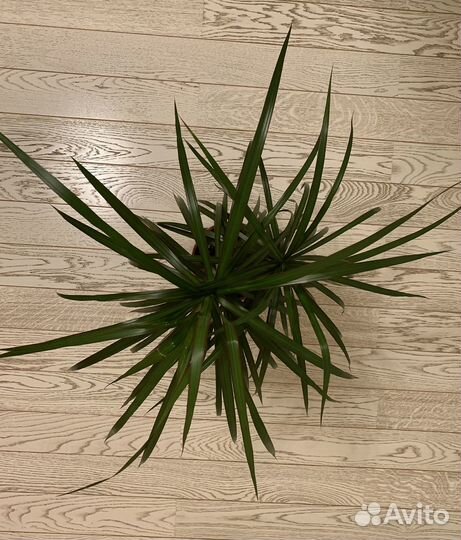 Драцена маргината