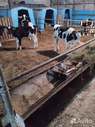 Телята бычки