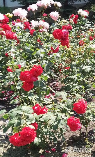 Цветущие кустарники