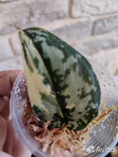 Сциндапсус Mayari