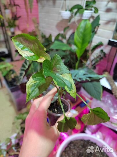 Сингониумы сортовые