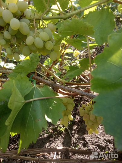 Виноград
