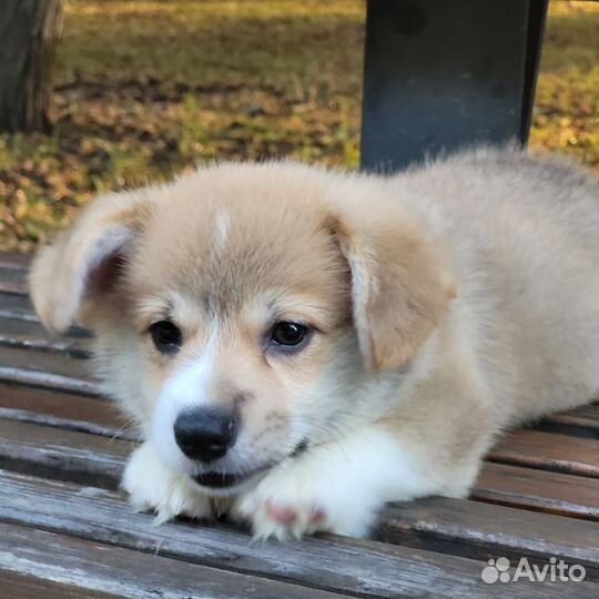 Вельш-корги пемброк