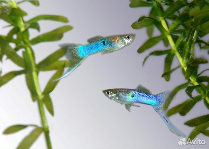 Продам рыбок