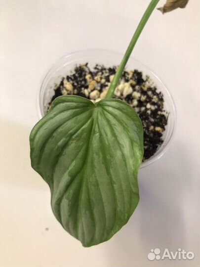 Филодендрон Мамей