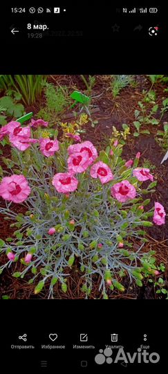 Рассада многолетних цветов