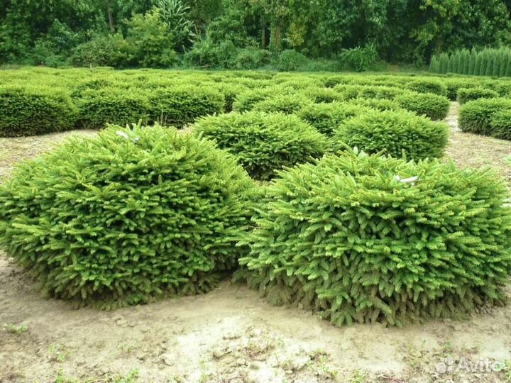 Ель нидиформис