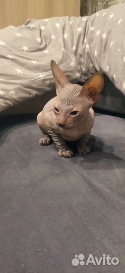 Донской сфинкс