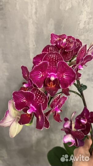 Орхидея черри бом бабочка цветущая