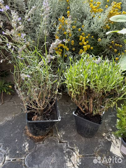 Гортензия тугезе роуз, метельчатая 2 шт