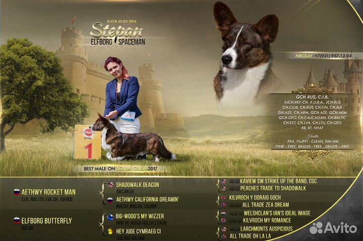 Вельш Корги Кардиган, кобель, Вязка