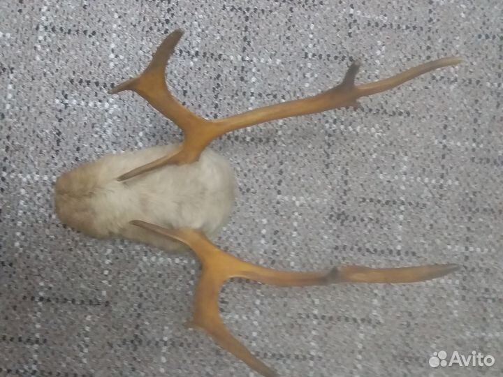 Продам рога оленя
