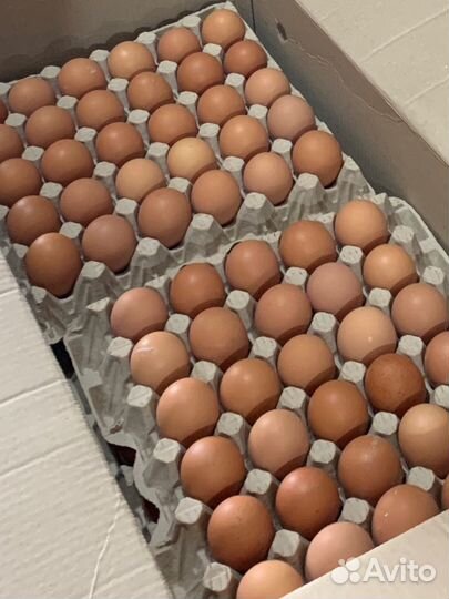 Яйцо куриное С1(бел) оптовый рынок 