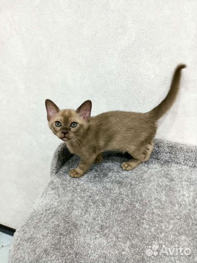 Бурманские котята