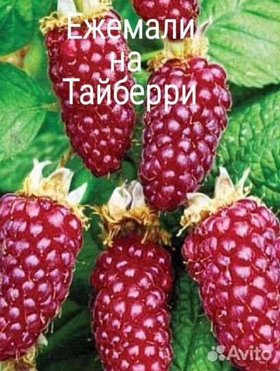 Ежемалина, Тайберри