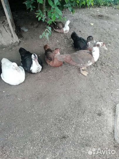 Индоутки молодые