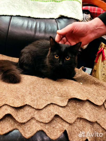 Кошка в добрые руки бесплатно