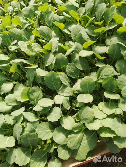 Рассада капусты