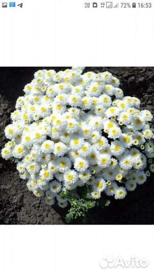 Мультифлора