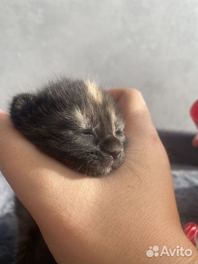 Котята бронь
