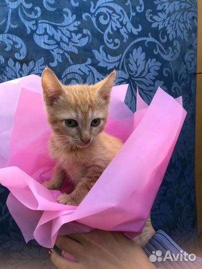 Рыженькая кошечка,2.5 мес