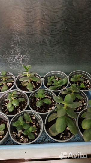 Комнатные цветы