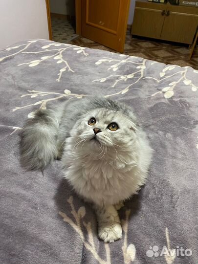 Кот для вязки