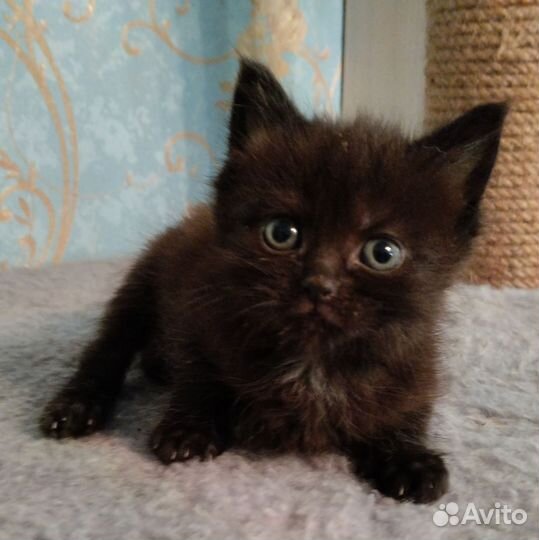 Котята, девочки