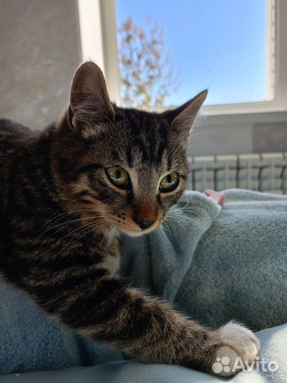 Серый полосатый котенок