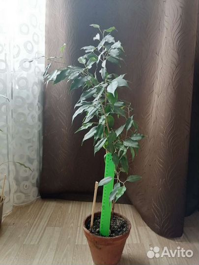 Фикус Бенджамина с темно-зелёными листьями