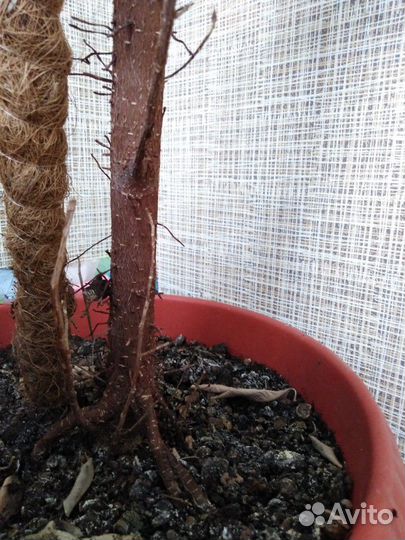 Фикус Бенжамин