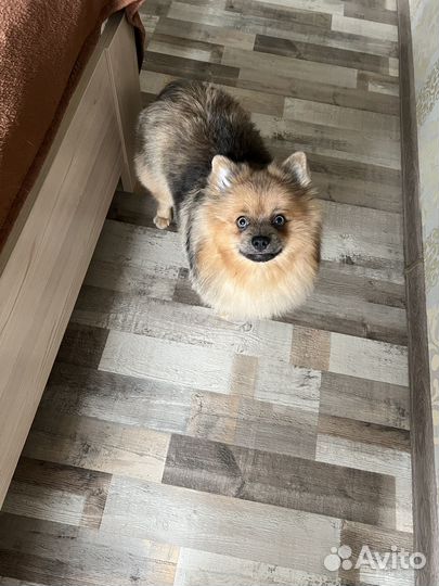 Немецкий шпиц