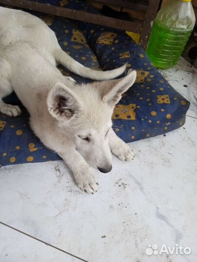 Щенки 3 девочки