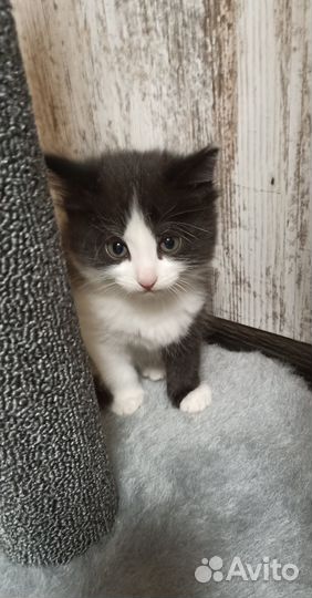 Котята от тайской кошки