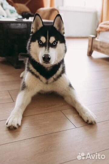 Хаски вязка с документами