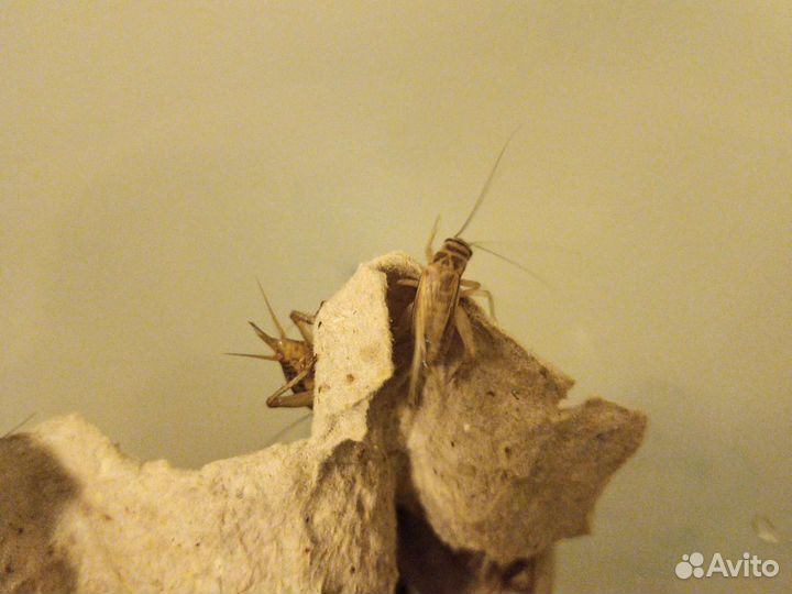 Сверчки, аргентинский таракан, зофобас