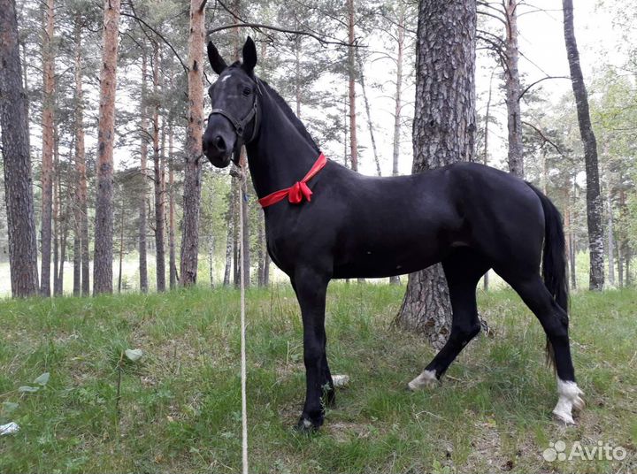 Вятские жеребцы