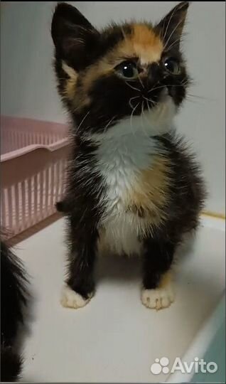 Котенок (кошека) трехцветка