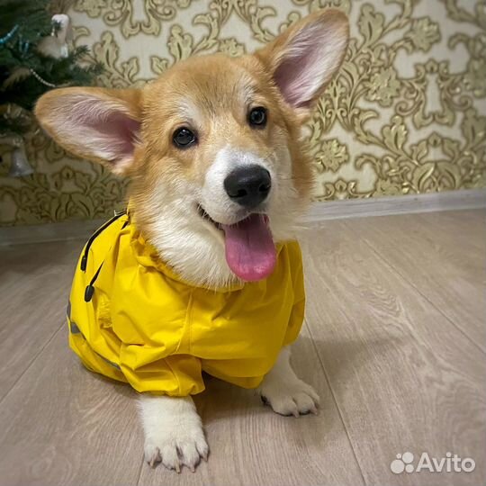 Комбинезон для корги мальчика