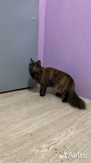 Найдена кошка