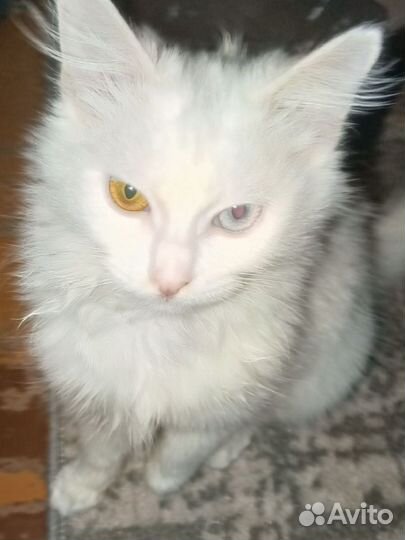 Турецкая ангора