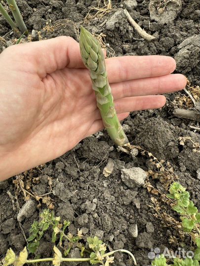 Фермерское хозяйство, растениеводство