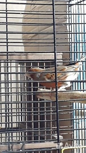 Кенара и канарейки