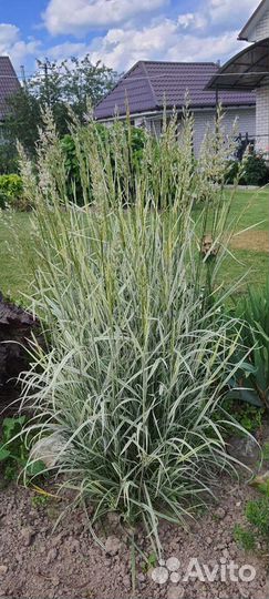 Садовые многолетники